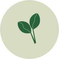 Ikon a plante